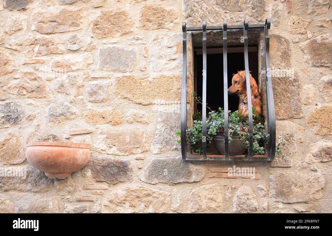 Hund in einem vergitterten Fenster in der Altstadt von Bolsena, Latium, Italien Stockfoto