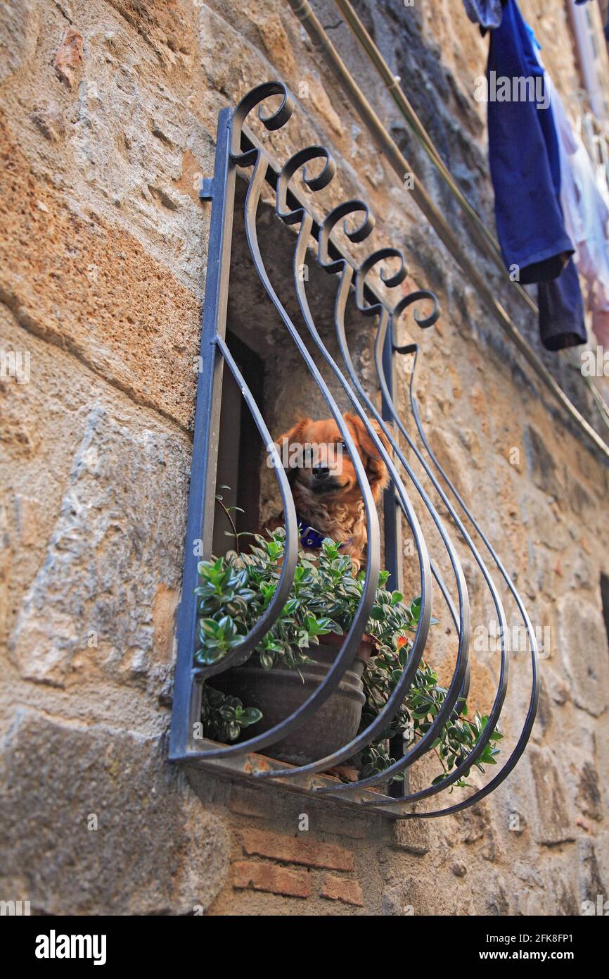 Hund in einem vergitterten Fenster in der Altstadt von Bolsena, Latium, Italien Stockfoto