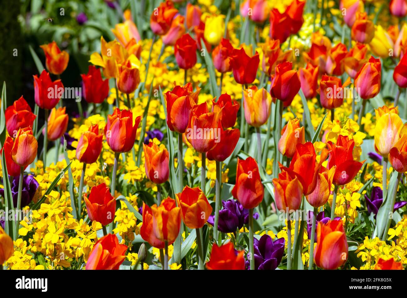 Gemischte Tulpenbepflanzung Burnby Hall Gardens Pocklington Stockfoto