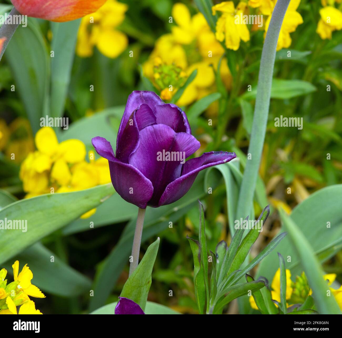 Violetter Regen Von Tulipa Stockfoto