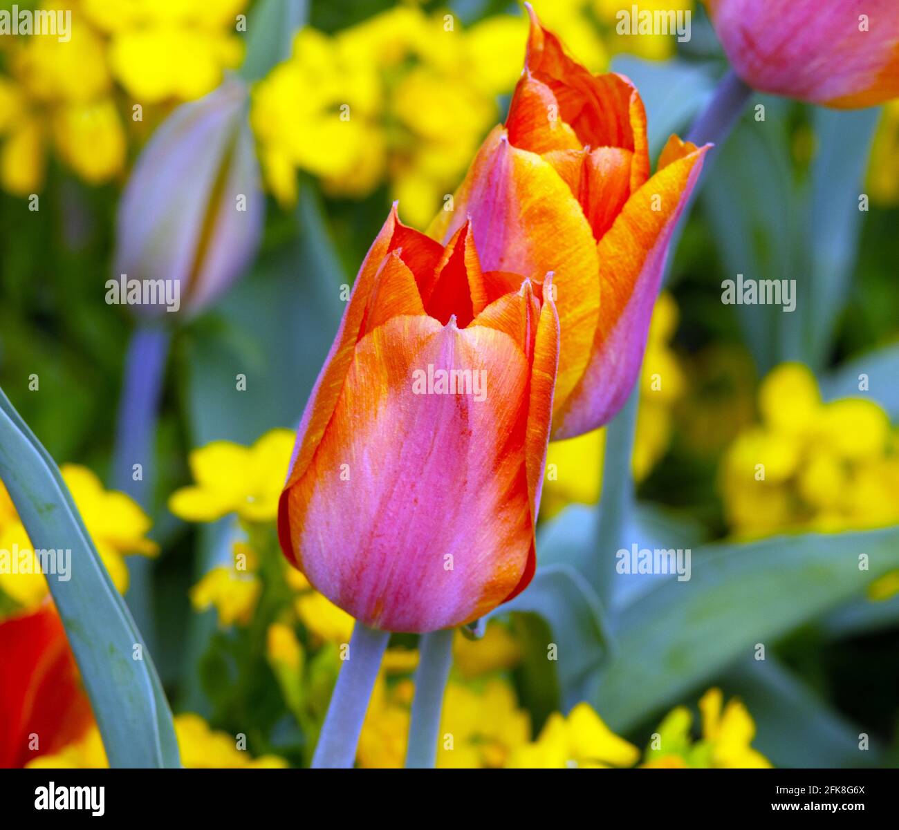 Tulipa El Nino Stockfoto