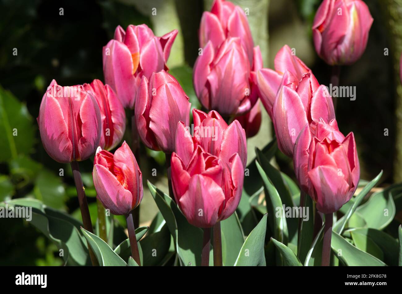 Hübsche Prinzessin Tulpe Stockfoto