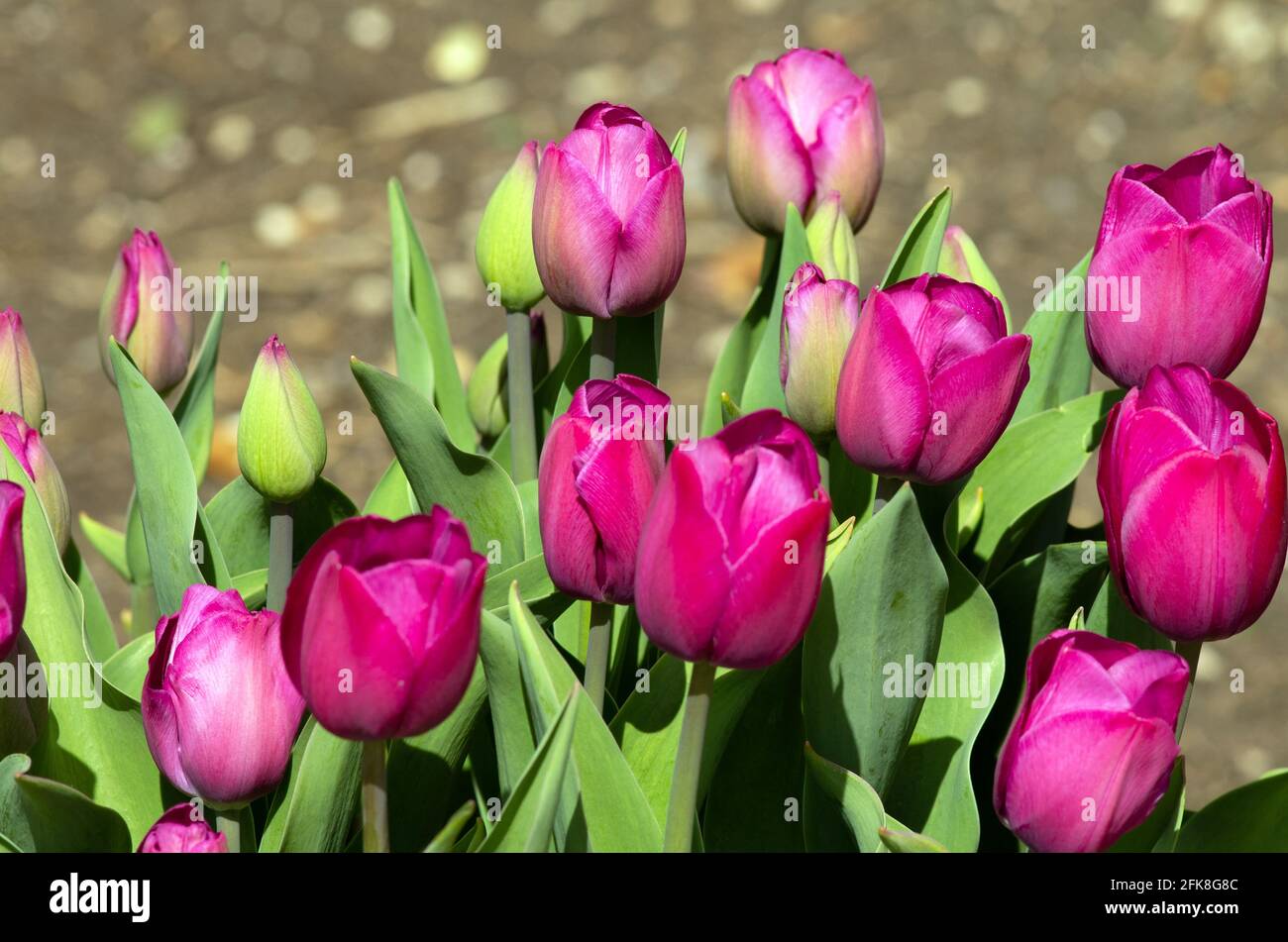 Tulip Attila Stockfoto