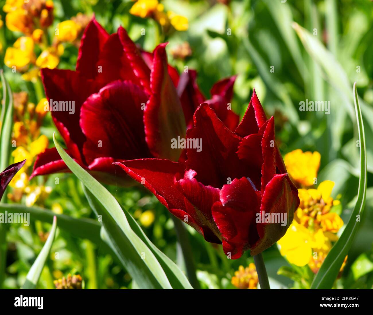Tulip Pretty Woman Stockfoto