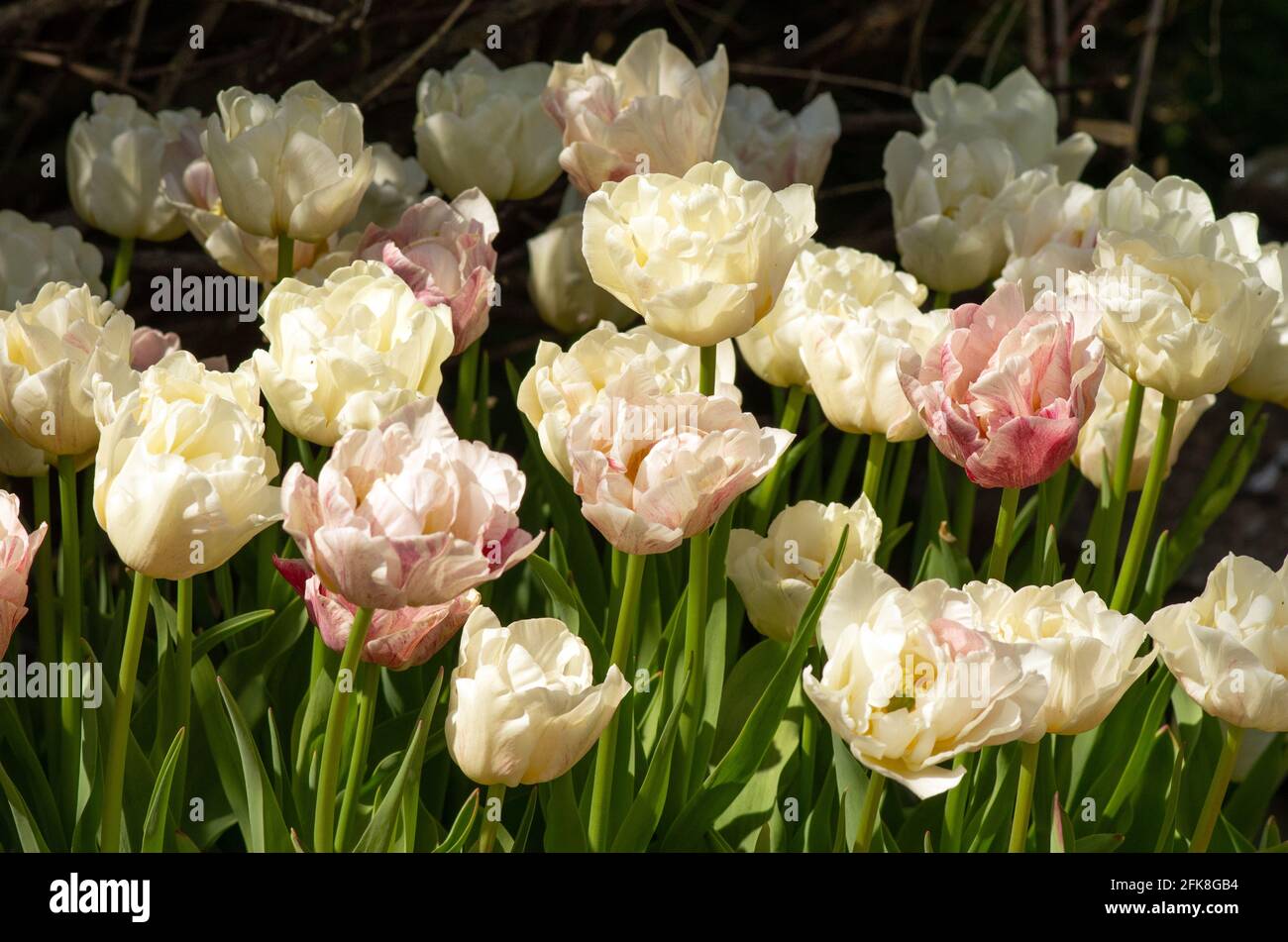 Tulip Silk Road Stockfoto