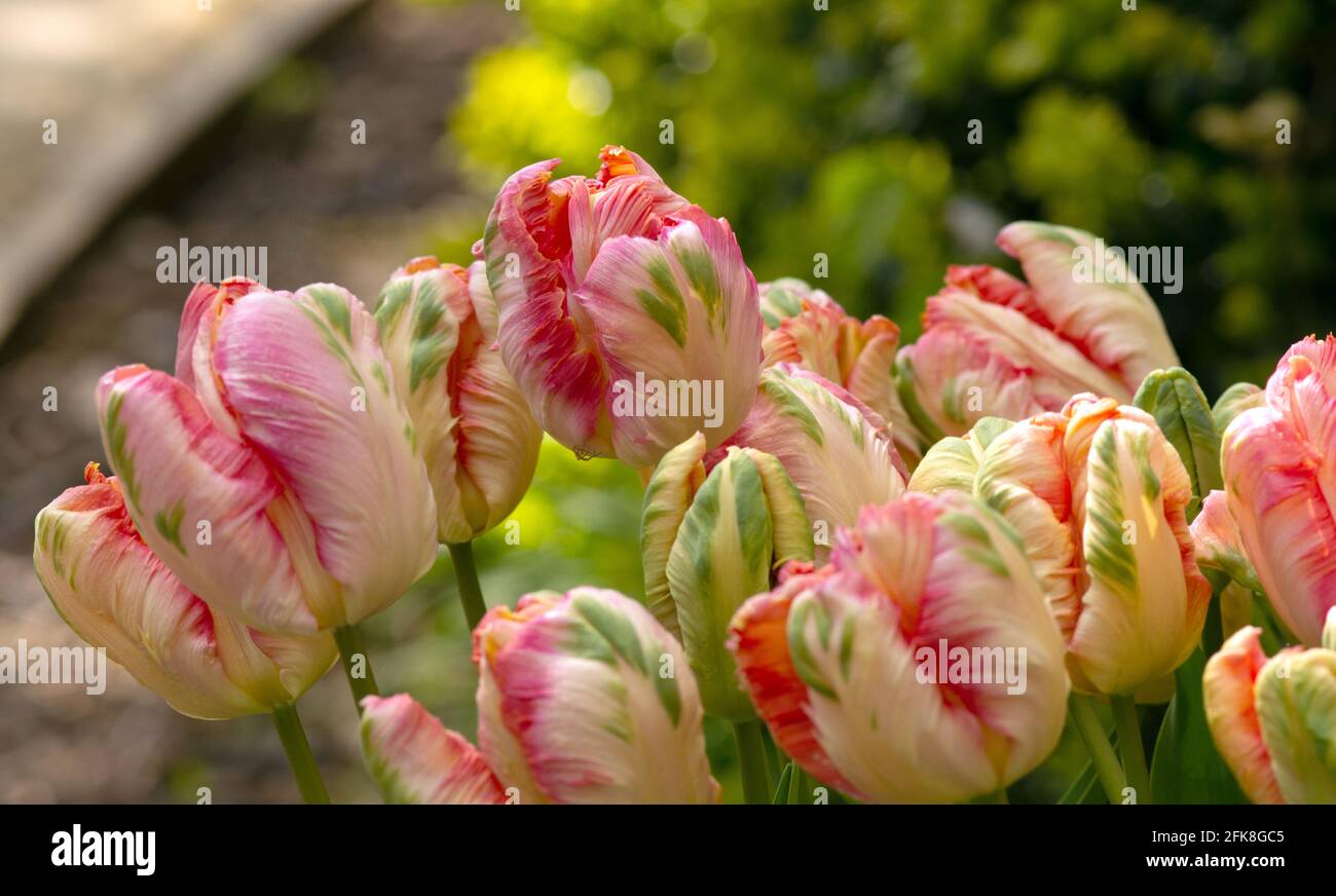 Papagei Tulpe Apricot Stockfoto