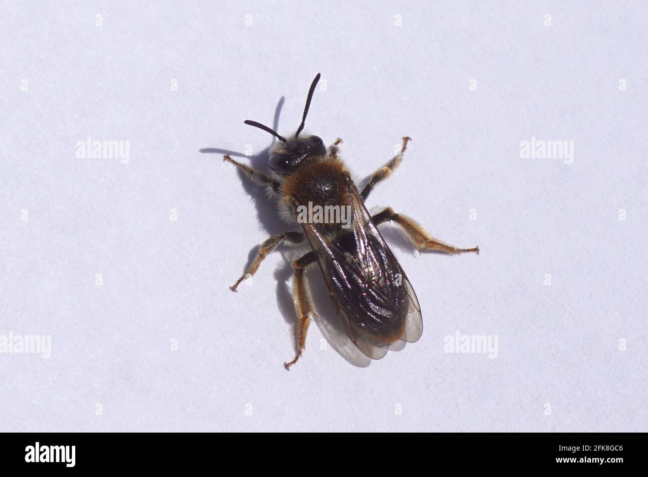 Nahaufnahme weibliche Early Mining Bee, Orange-Tail Mining Bee, Andrena haemorrhoa isoliert auf einem weißen Papier. Familie Andrenidae. Frühling, April, Niederlande Stockfoto