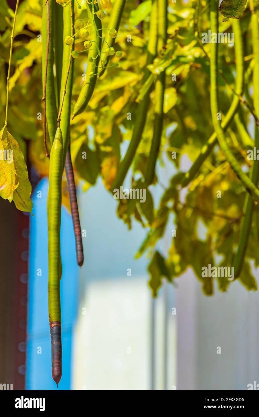 Indischer Laburnum Cassia-Baum im Tubular Goldener Duschbaum mit hängenden Samenschoten. Stockfoto