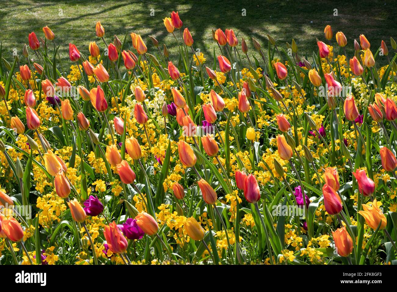 Tulpen El Nino und Purple Rain mit gelben Wandblumen Stockfoto