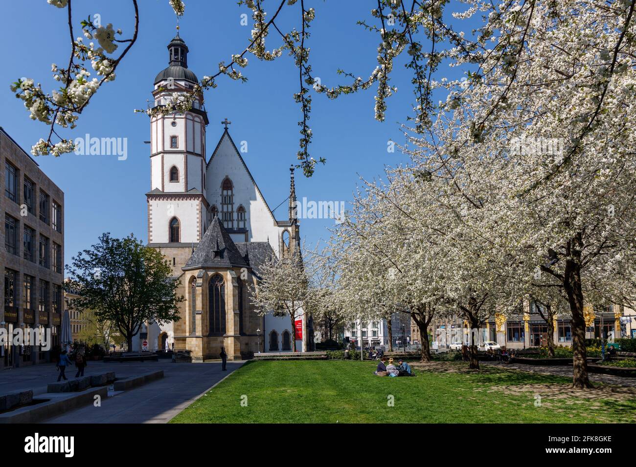 Leipzig, Sachsen, Deutschland, 04-28-2021 Kirschblüte vor der berühmten Thomaskirche Stockfoto