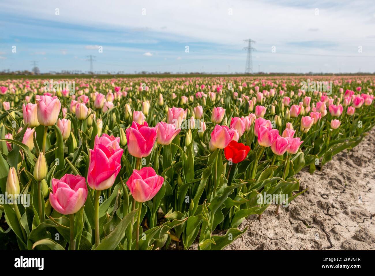 Schöne Tulpenfelder mit bunten Tulpen auf dem Ackerland in der Landschaft von Nordholland, den Niederlanden Stockfoto