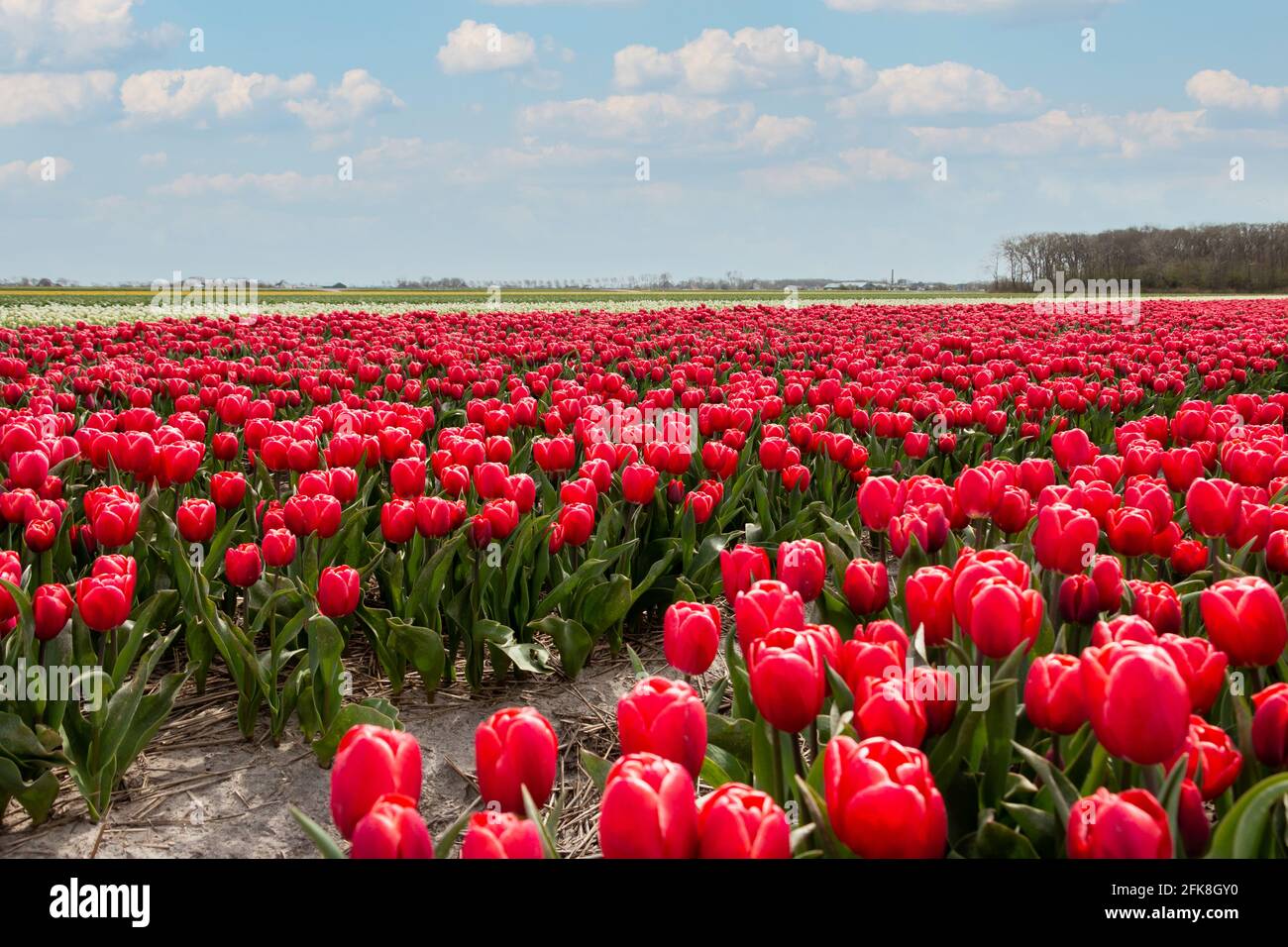 Schöne Tulpenfelder mit bunten Tulpen auf dem Ackerland in der Landschaft von Nordholland, den Niederlanden Stockfoto