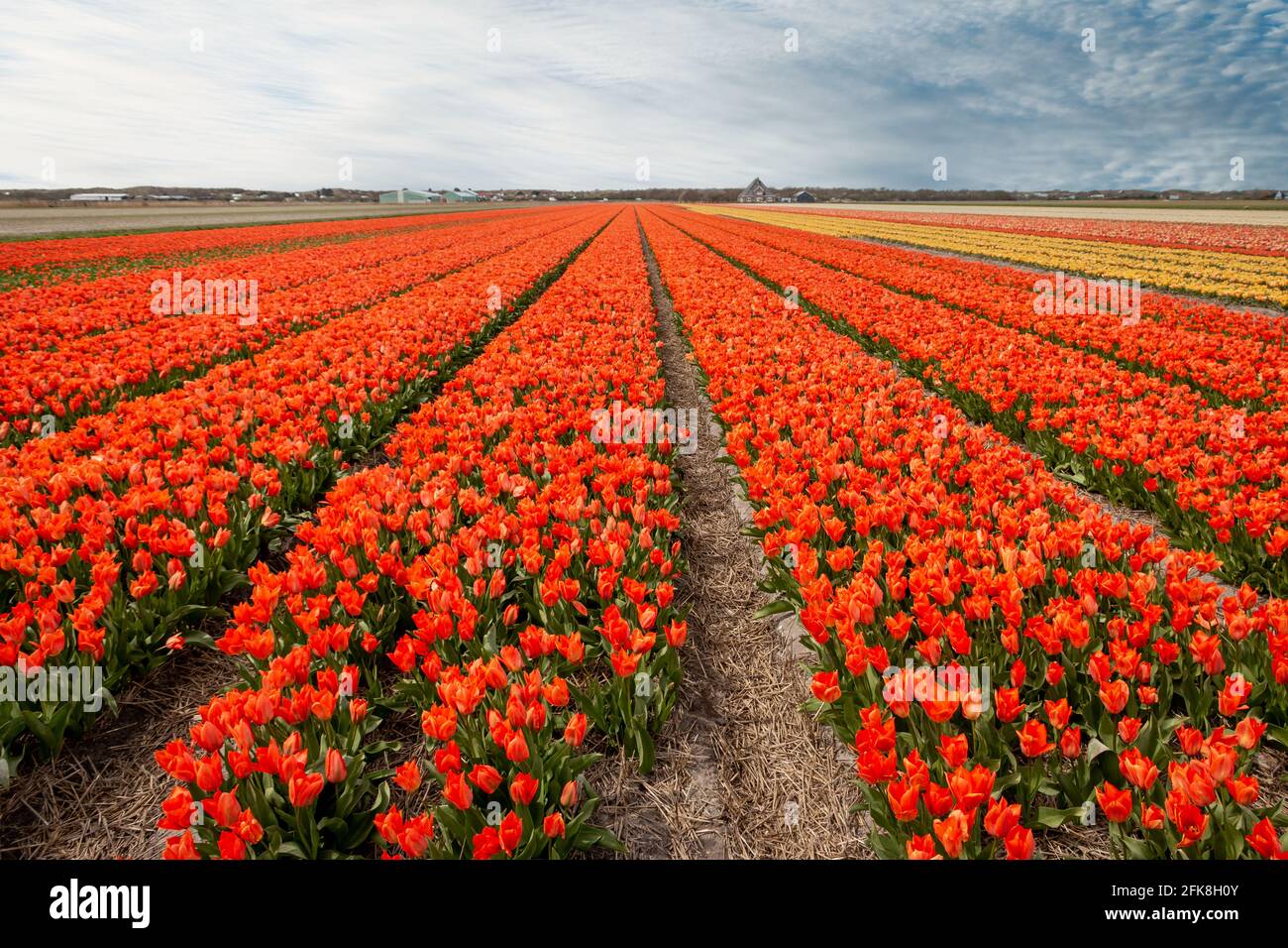 Schöne Tulpenfelder mit bunten Tulpen auf dem Ackerland in der Landschaft von Nordholland, den Niederlanden Stockfoto