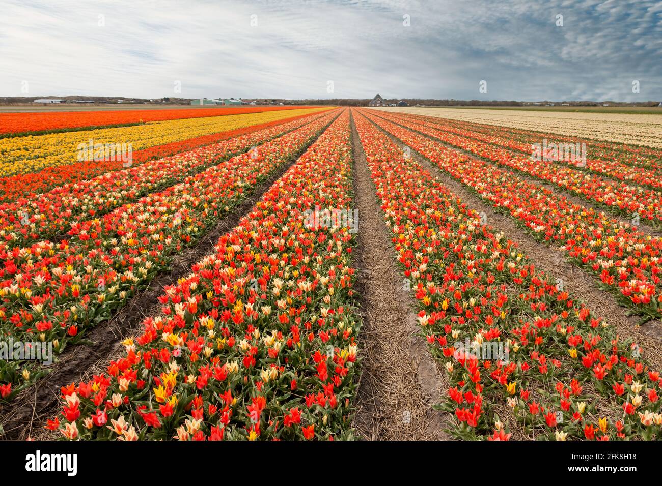 Schöne Tulpenfelder mit bunten Tulpen auf dem Ackerland in der Landschaft von Nordholland, den Niederlanden Stockfoto