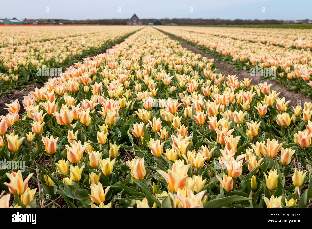 Schöne Tulpenfelder mit bunten Tulpen auf dem Ackerland in der Landschaft von Nordholland, den Niederlanden Stockfoto