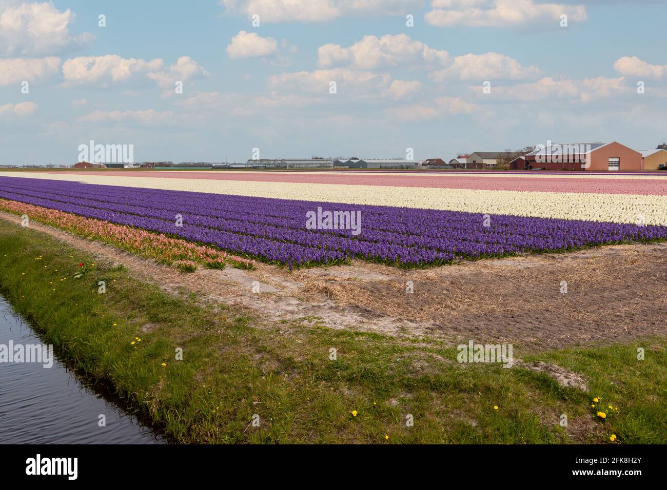 Schöne Tulpenfelder mit bunten Tulpen auf dem Ackerland in der Landschaft von Nordholland, den Niederlanden Stockfoto