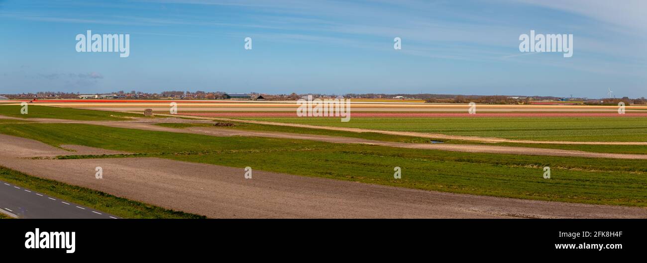 Schöne Tulpenfelder mit bunten Tulpen auf dem Ackerland in der Landschaft von Nordholland, den Niederlanden Stockfoto