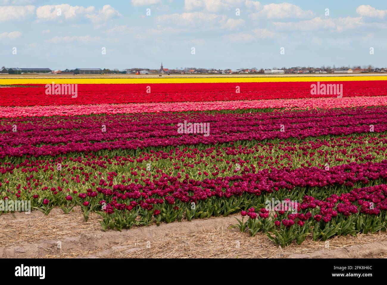 Schöne Tulpenfelder mit bunten Tulpen auf dem Ackerland in der Landschaft von Nordholland, den Niederlanden Stockfoto