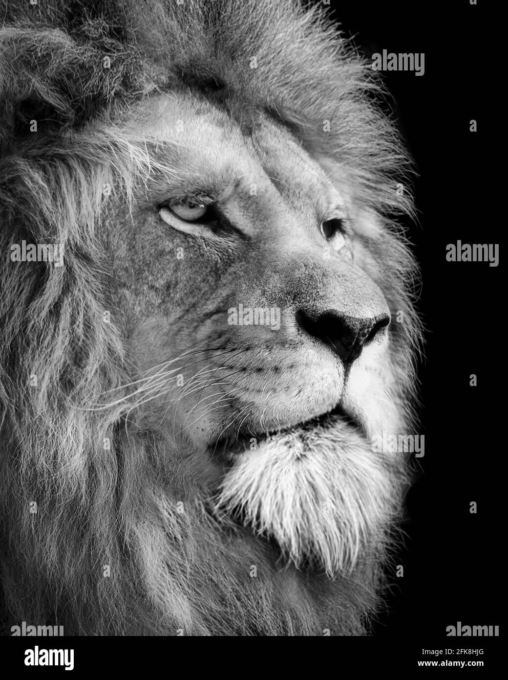Löwe, Porträt Wildtiere Tier, Schwarz Weiß Stockfoto