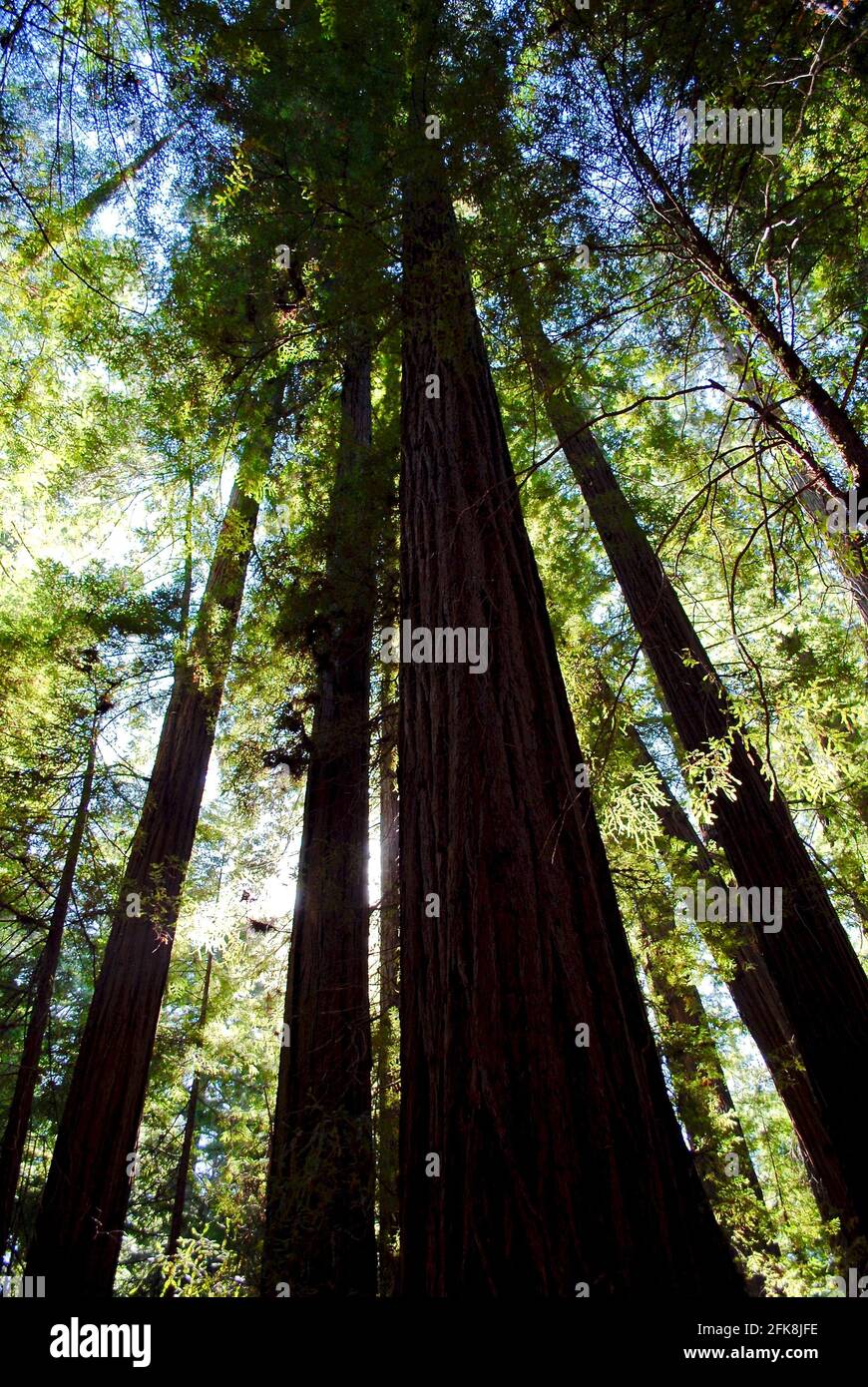 Der Humboldt Redwoods State Park ist ein State Park in Kalifornien, USA, mit Rockefeller Forest, einem alten Wald aus Küstenmammutbäumen. Stockfoto