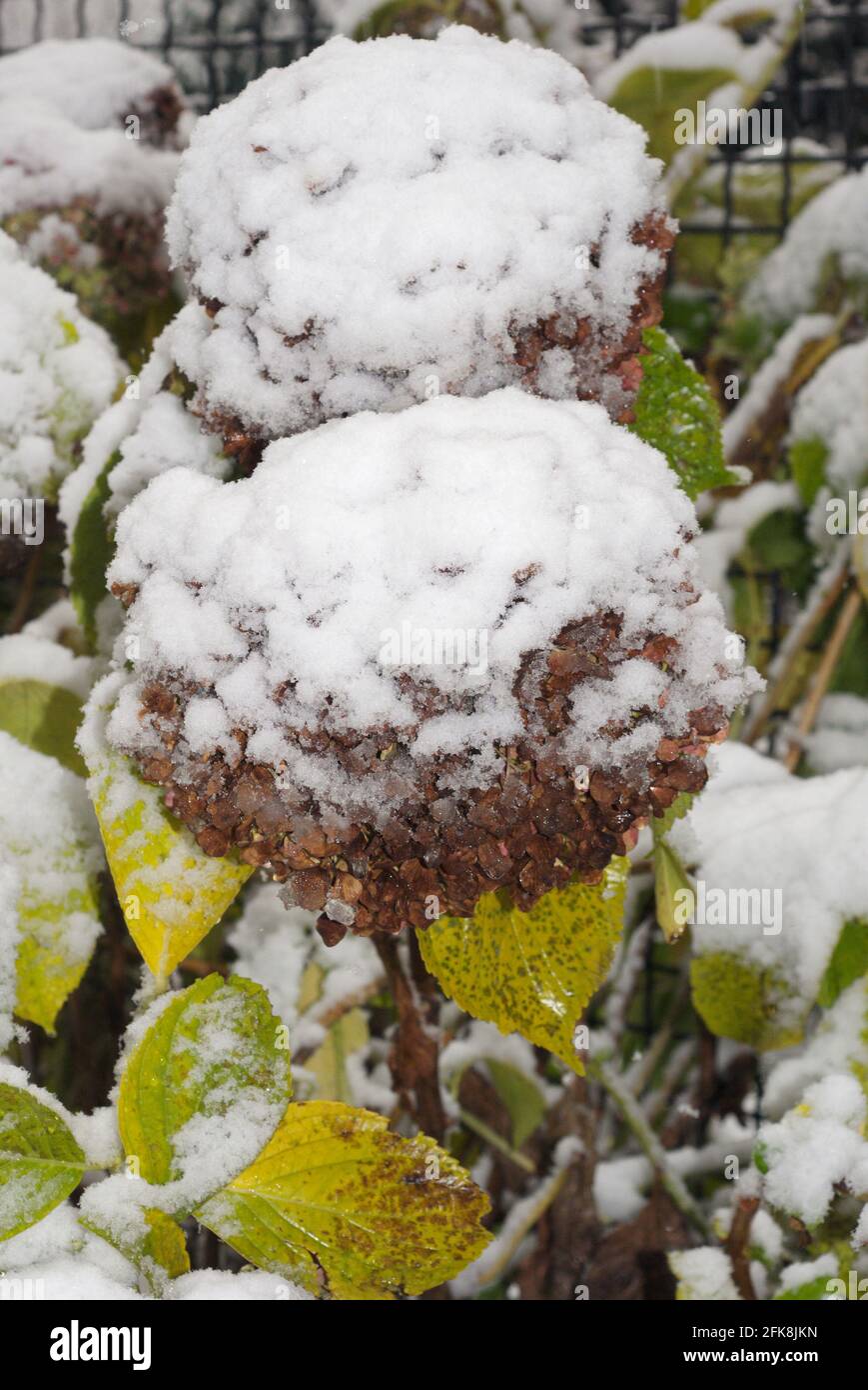 Schneebedeckte Hortensien (Hydrangea macrophylla) Stockfoto