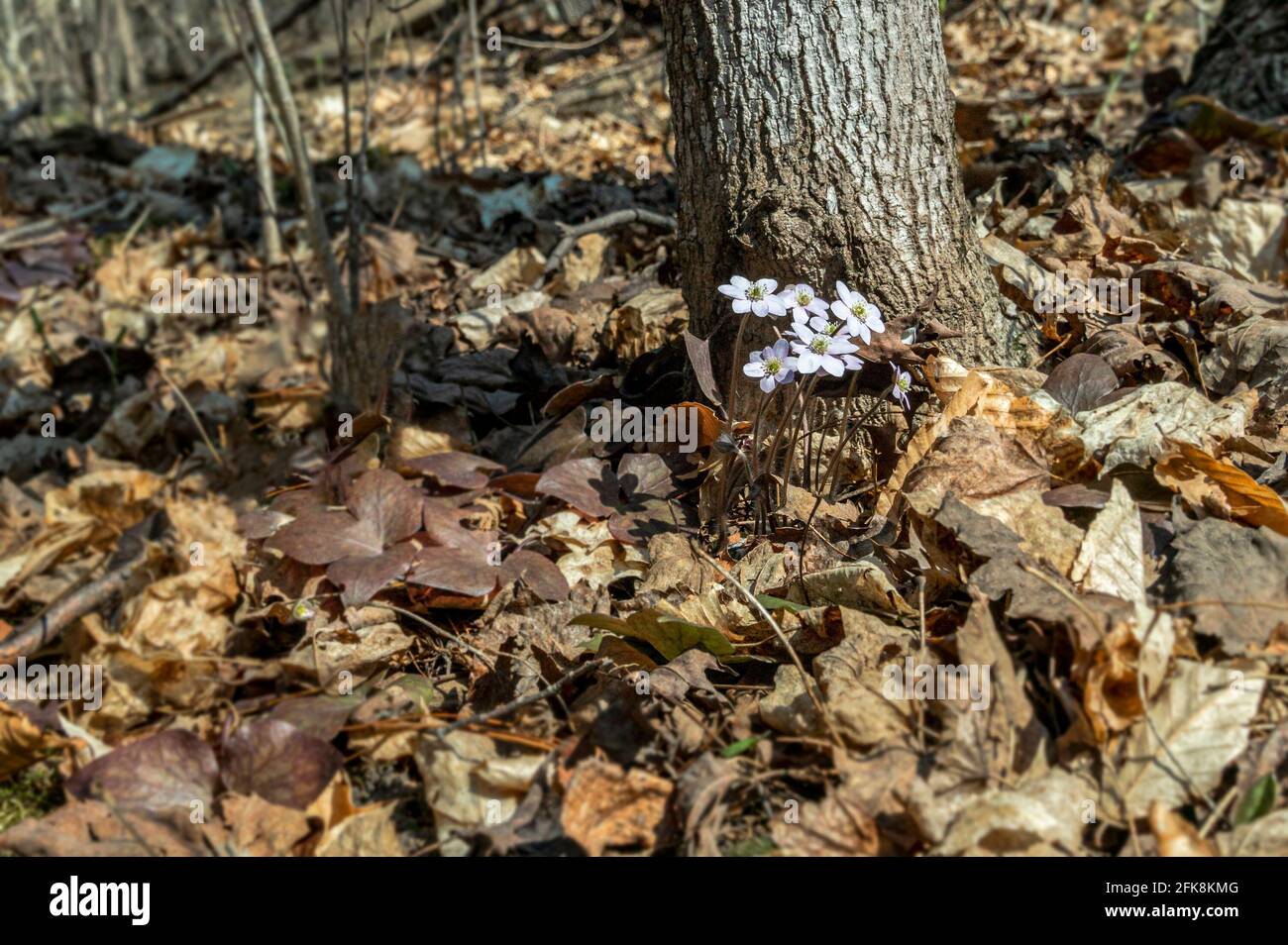 In der Nähe des Baumstammes, auf der Sonnenseite, wuchs eine Gruppe von weißen Frühlingsblumen auf dünnen Beinen. Stockfoto