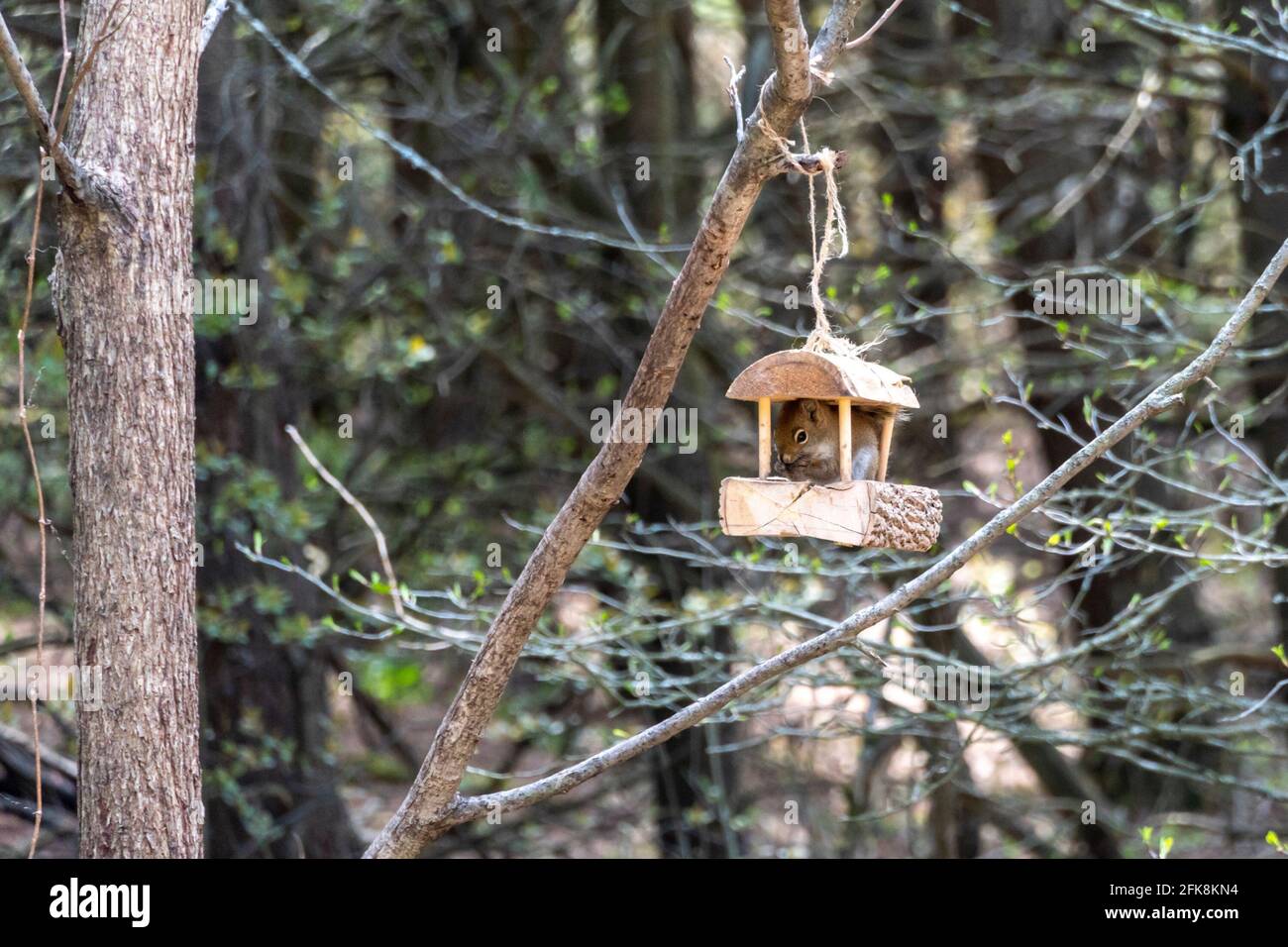 Das hungrige Eichhörnchen, das kaum in den kleinen Vogelfutterhäuschen passt, frisst die gegossenen Sonnenblumenkerne Stockfoto