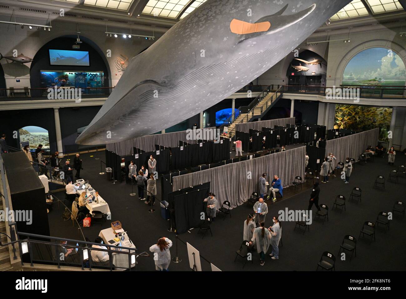 Am 23. April 2 erhalten die Menschen an einem Impfplatz im American Museum of Natural History unter einem Blauwal-Modell COVID-19-Impfstoffe mit Pfandschutz Stockfoto