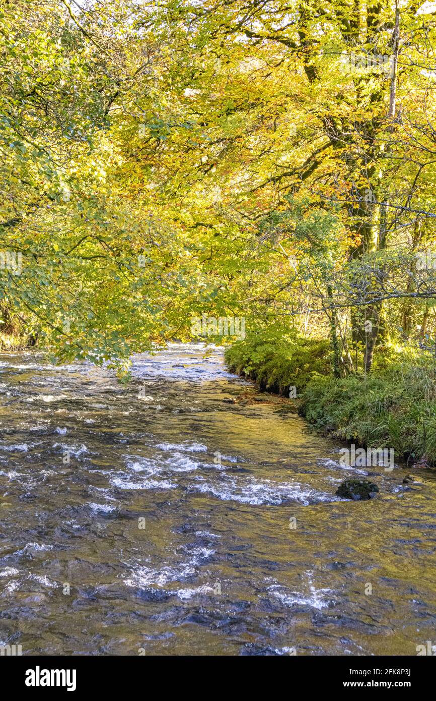 Der Fluss Barle im Exmoor National Park, direkt unterhalb der Tarr Steps, Liscombe, Somerset UK Stockfoto