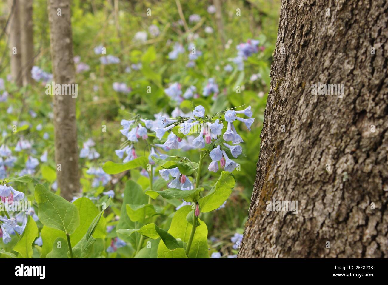 Blaue und violette Blüten im Frühling Stockfoto