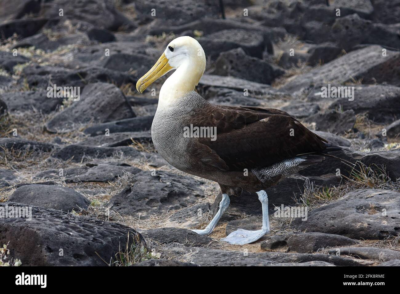 Gewellter Albatross-Gang, Seitenansicht, Diomedea irrorata, großer Seevöppel; Nahaufnahme, Porträt, Tierwelt, Tier, Südamerika, Galapagos-Inseln, Haube Isl Stockfoto