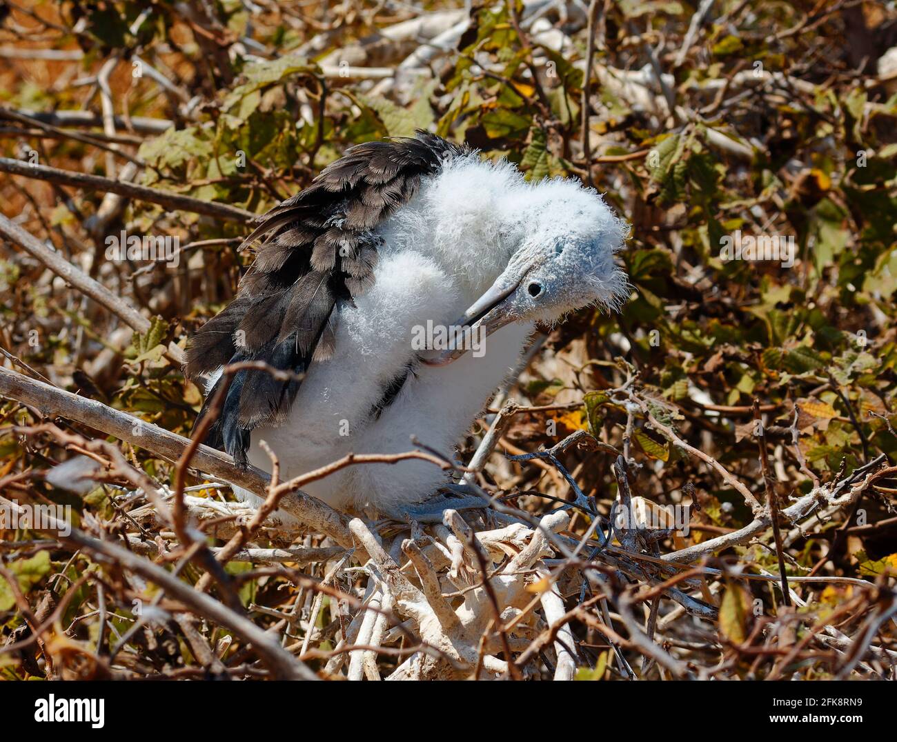 Waved Albatross Grooming, jung; Diomedea irrorata; flauschige Federn; Seevöppel; Tierwelt, Tier, Natur, Südamerika, Galapagos-Inseln; Hood Island Stockfoto