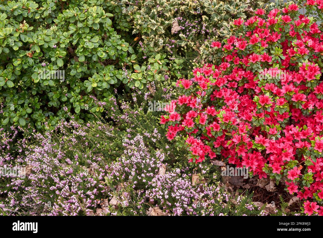 Nahaufnahme einer Mischung aus bunten Frühlingsblumen und Sträuchern, darunter Wintergehege, rote Azaleen und Igel Holly oder English Holly Stockfoto