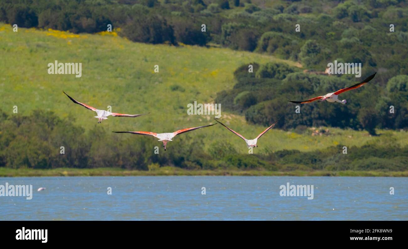 Herde von Flamingos in ihrem natürlichen Ökosystem, Phoenicopterus Stockfoto