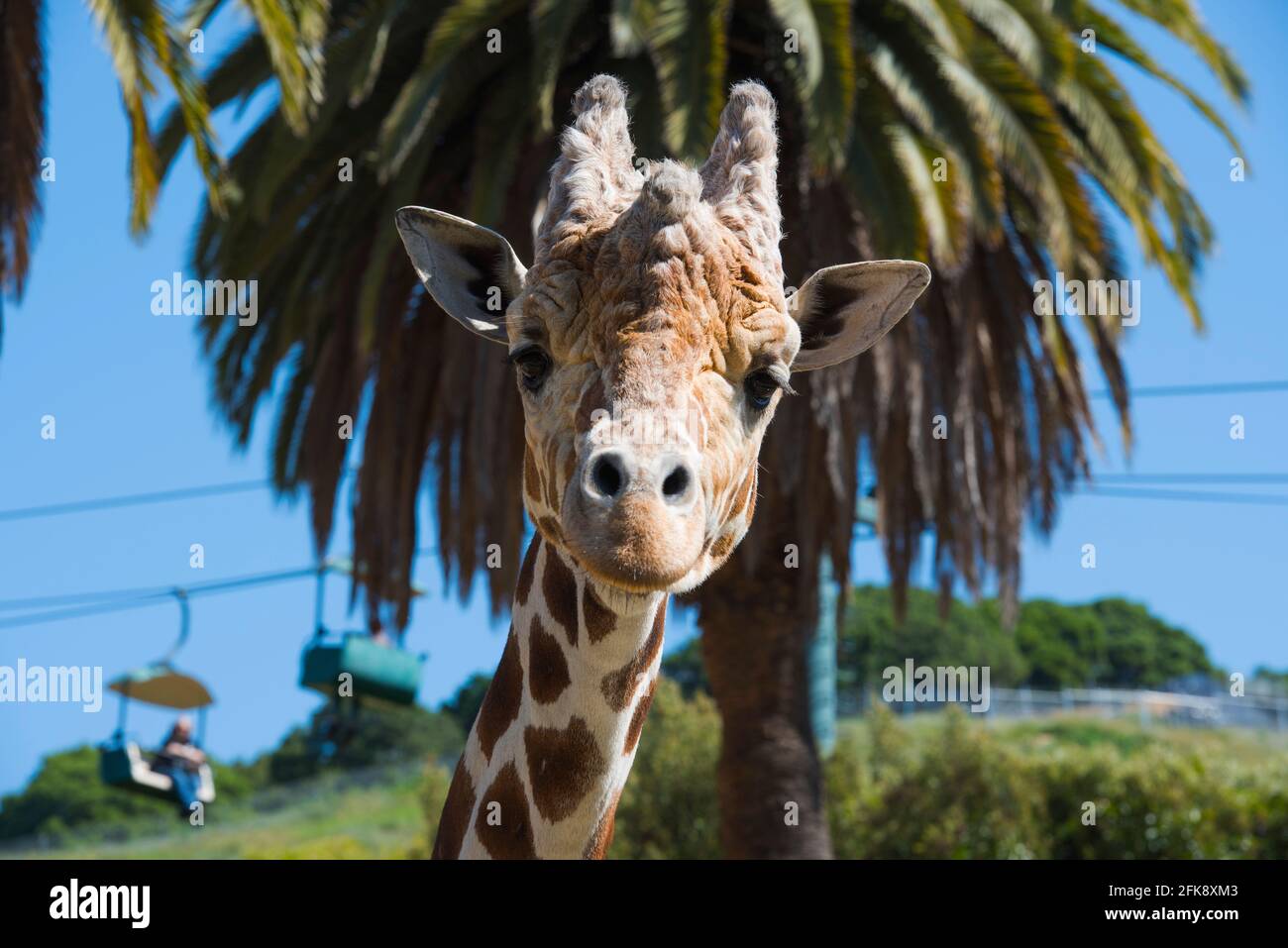 Smiling Giraffe, Oakland Zoo, Oakland, CA, USA Stockfoto