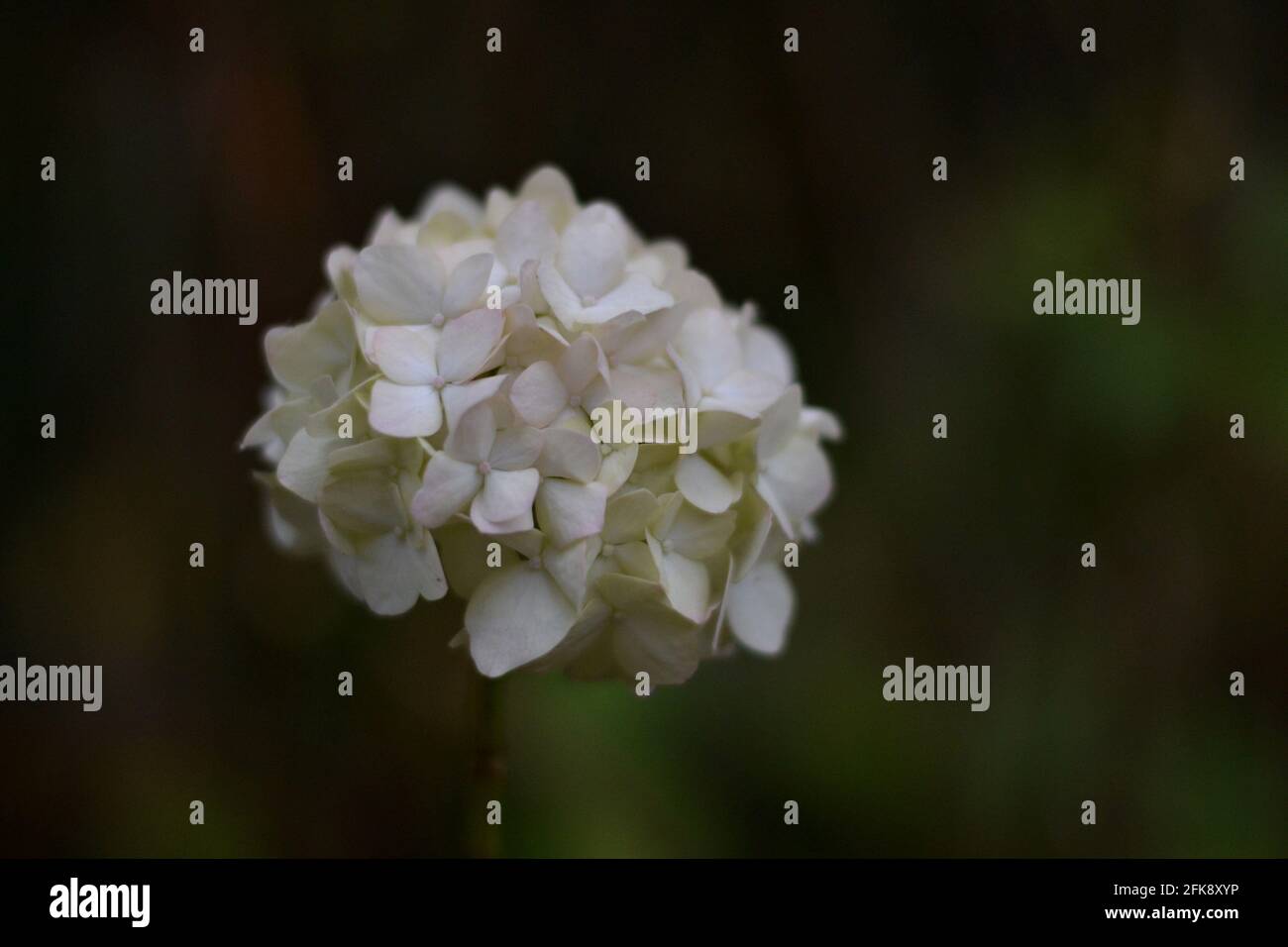 Bigleaf White Hydrangea Stockfoto