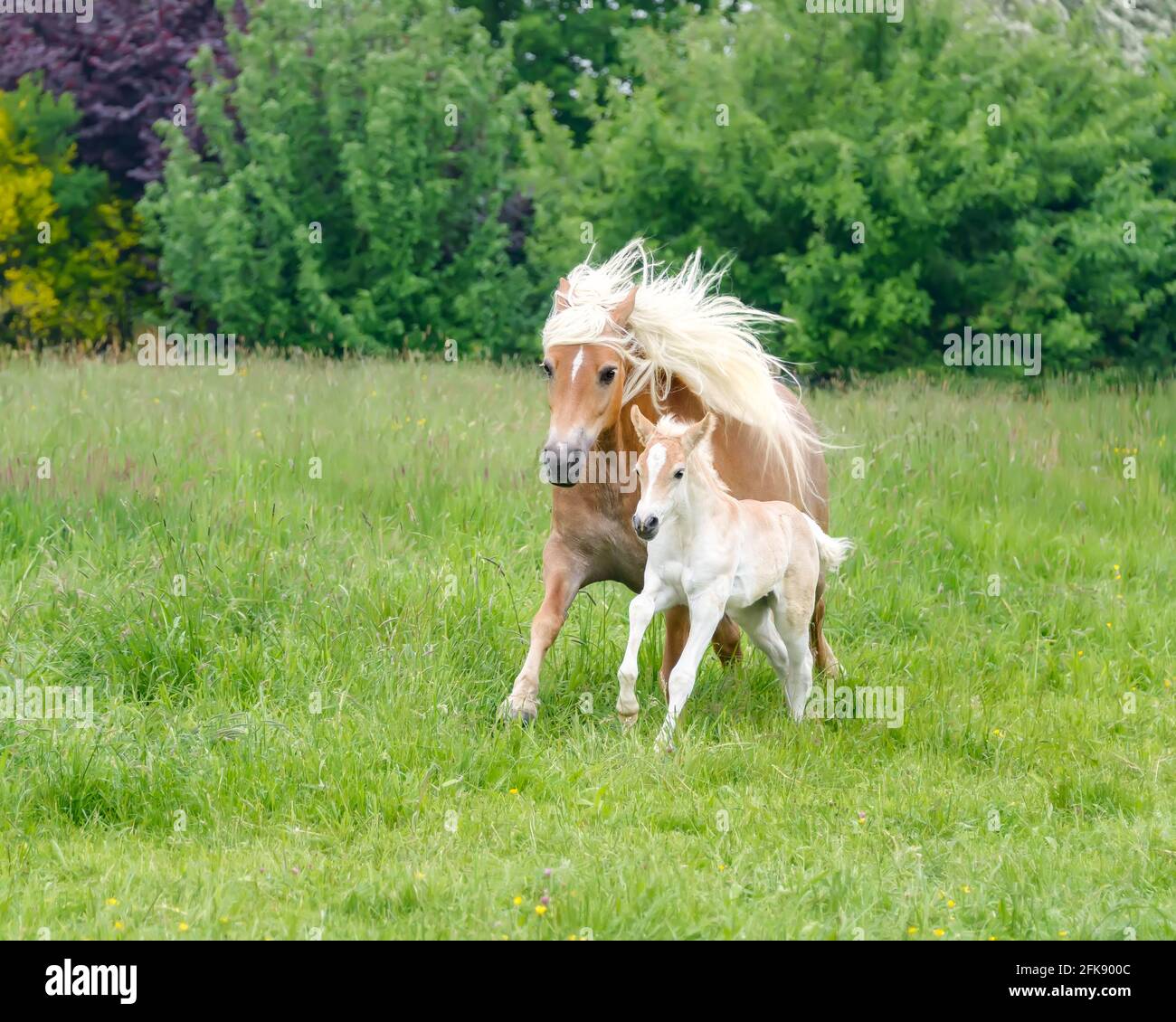 Haflinger Horses, ein süßes junges Fohlen, das im Frühjahr mit winkender Mähne über eine grüne Wiese neben seinem Damm läuft Stockfoto