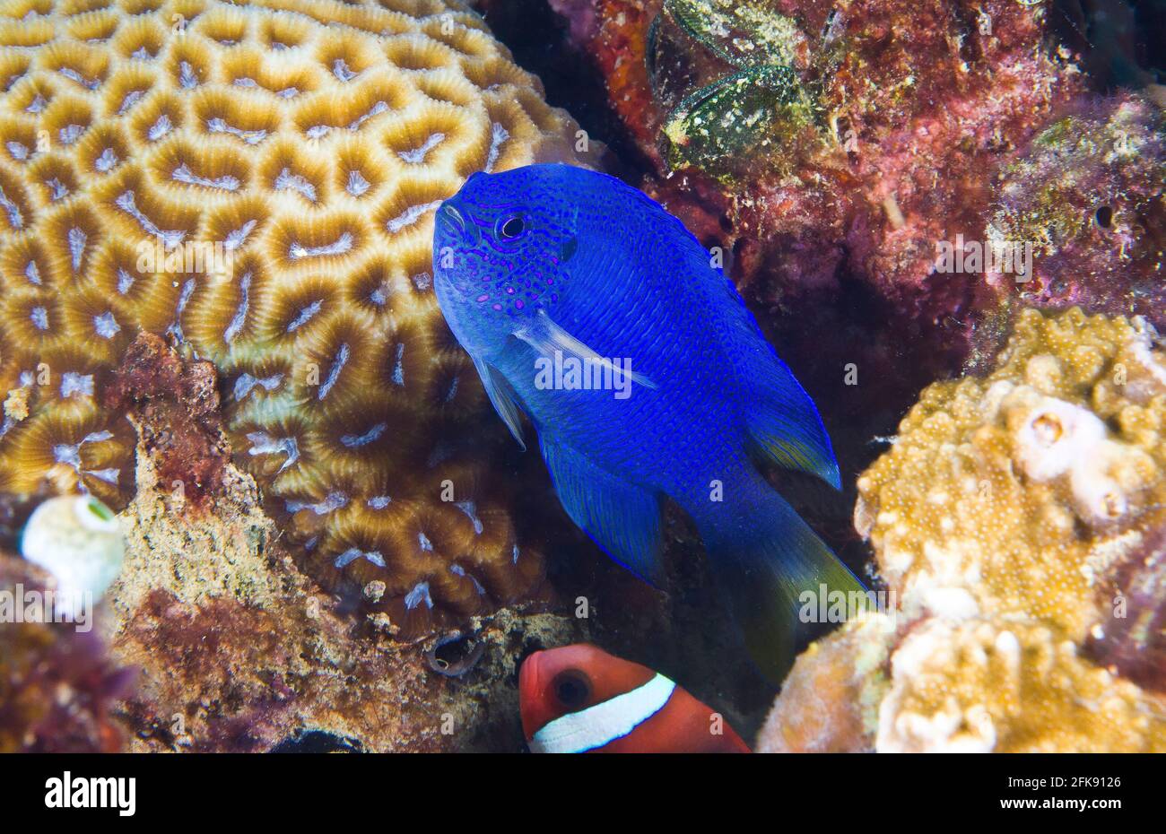 Blauer Damegoist in seinem Korallenheim, Tomatenanemonefisch unten, Palau, Mikronesien Stockfoto