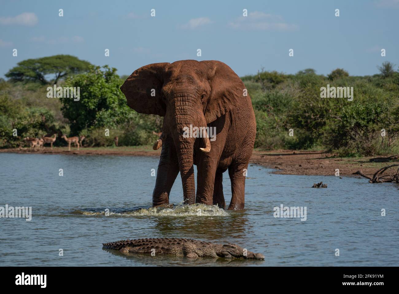 Ein großer Elefantenbulle, der von einem Krokodil in der Nähe angestampfen wird Von Stockfoto