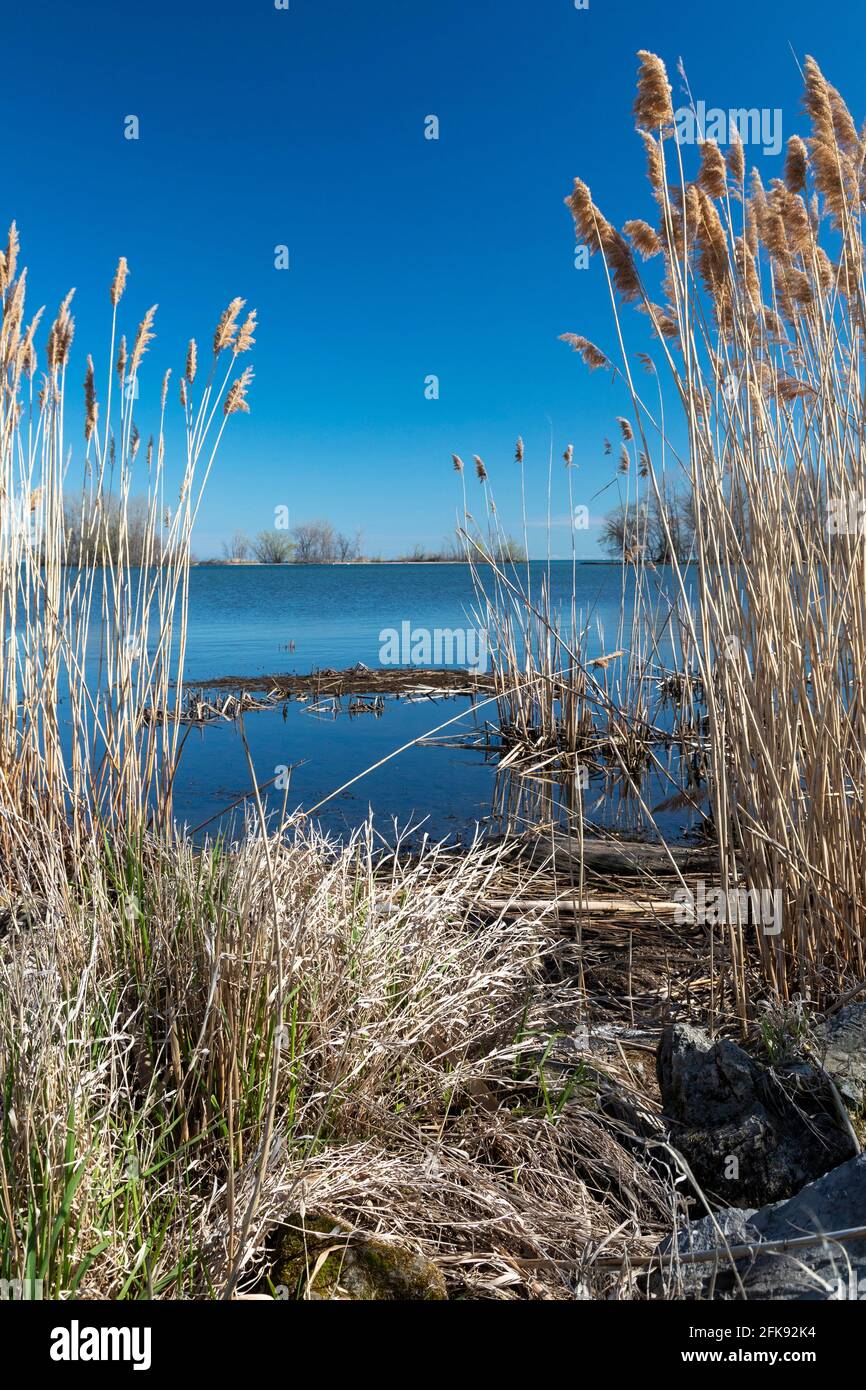 Rockwood, Michigan - nicht-einheimische Phragmiten (Phragmites australis), die am Ufer des Eriesees wachsen. Phragmites ist ein invasives Feuchtgebiet Gras, das sich verspan Stockfoto