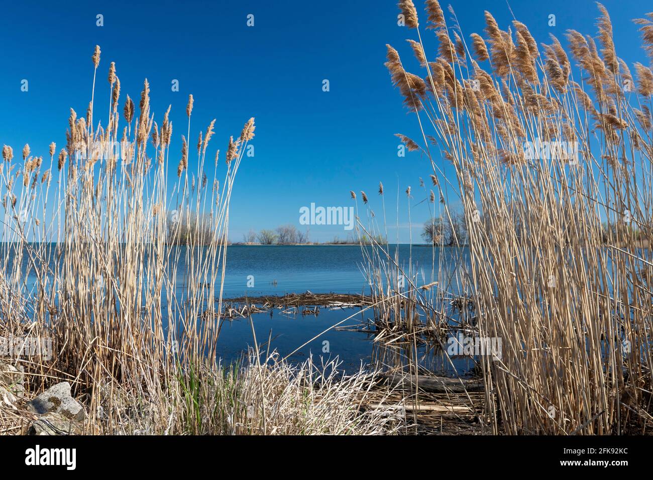 Rockwood, Michigan - nicht-einheimische Phragmiten (Phragmites australis), die am Ufer des Eriesees wachsen. Phragmites ist ein invasives Feuchtgebiet Gras, das sich verspan Stockfoto