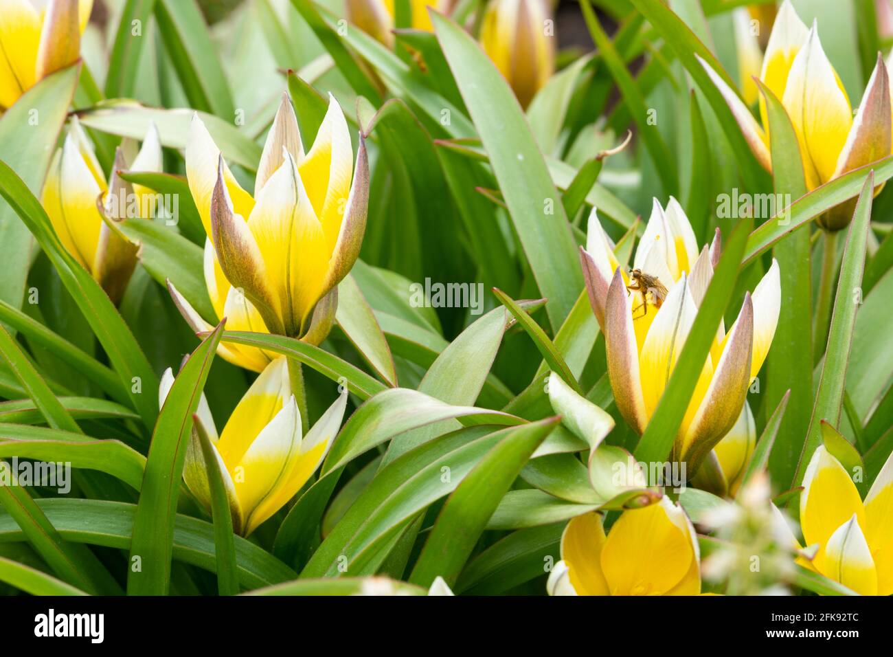 Tulipa tarda oder späte Tulpe Stockfoto