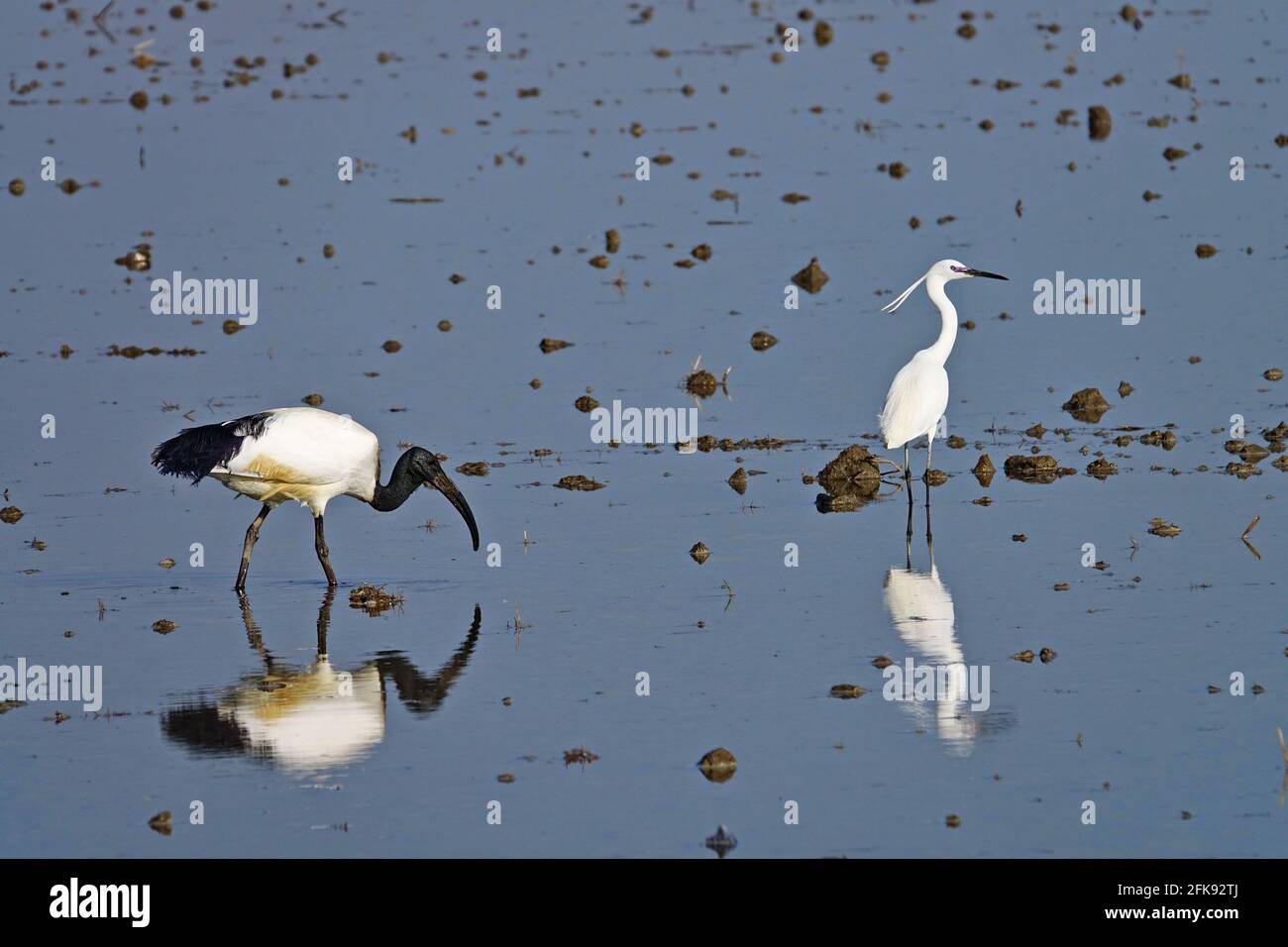Afrikanischer heiliger Ibis und kleiner Reiher in einem Reisfeld. Vogel. Tiere. Stockfoto