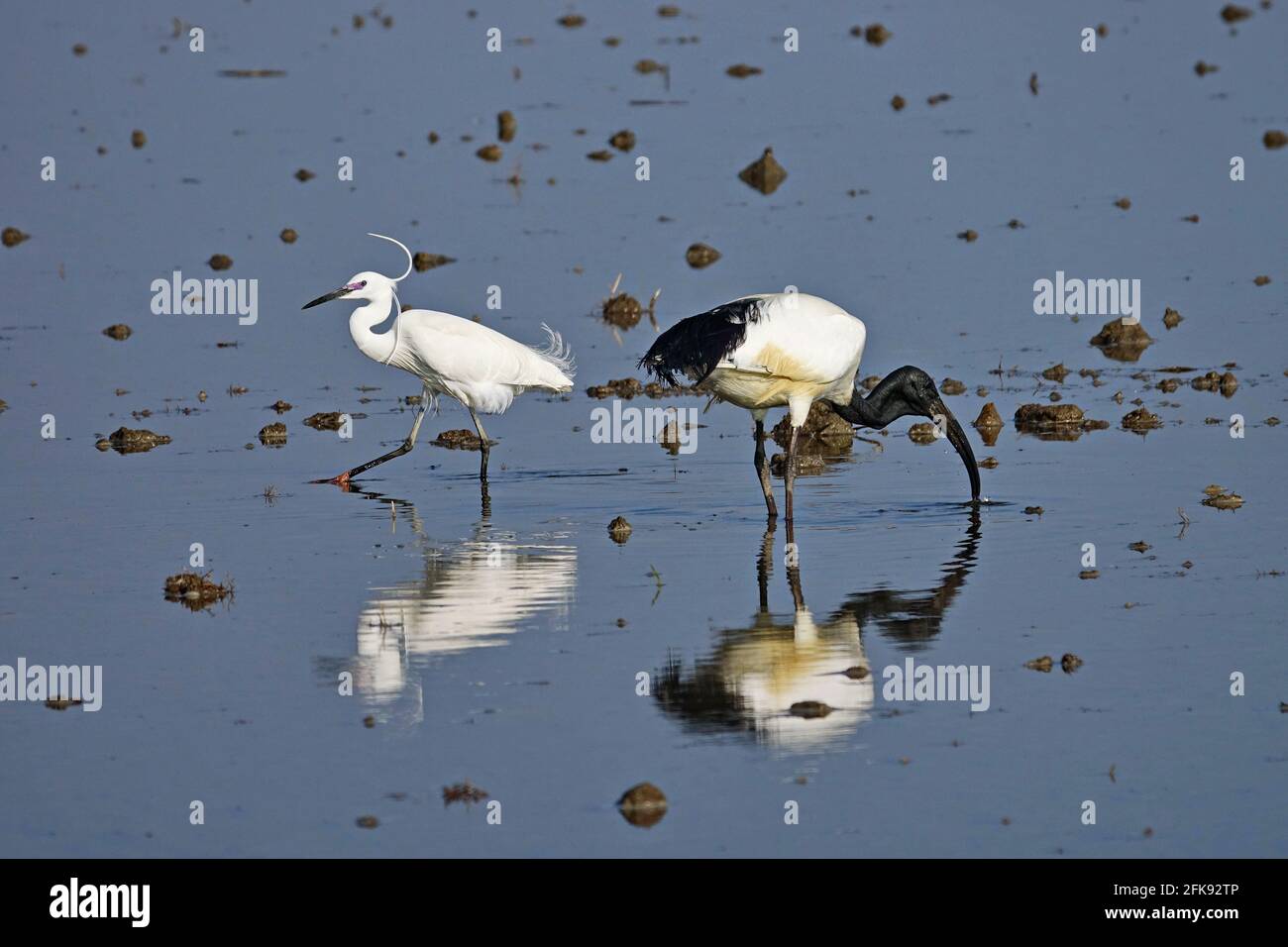 Afrikanischer heiliger Ibis und kleiner Reiher in einem Reisfeld. Vogel. Tiere. Stockfoto