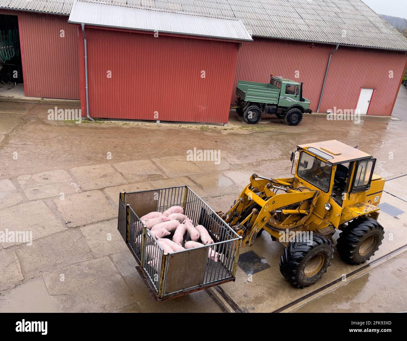 Junge Schweine werden mit einem Radlader in einem transportiert Schweinezucht Stockfoto