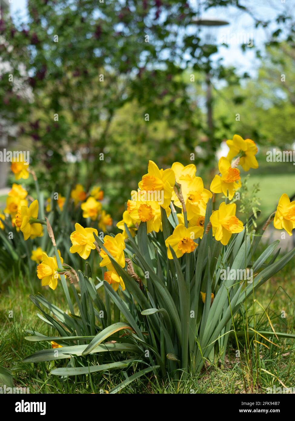 Lilien in einem Garten in Zürich, Schweiz Stockfoto