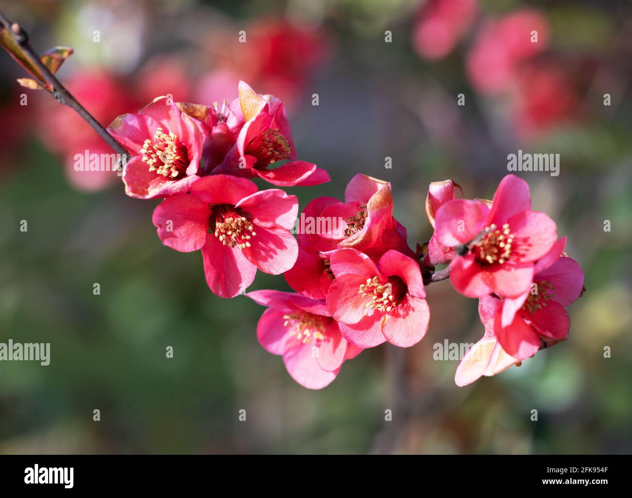 Quitten Blüte - rote / karmesinrote Blüten der blühenden Quitte, Chaenomeles im Frühling - Suffolk UK Stockfoto