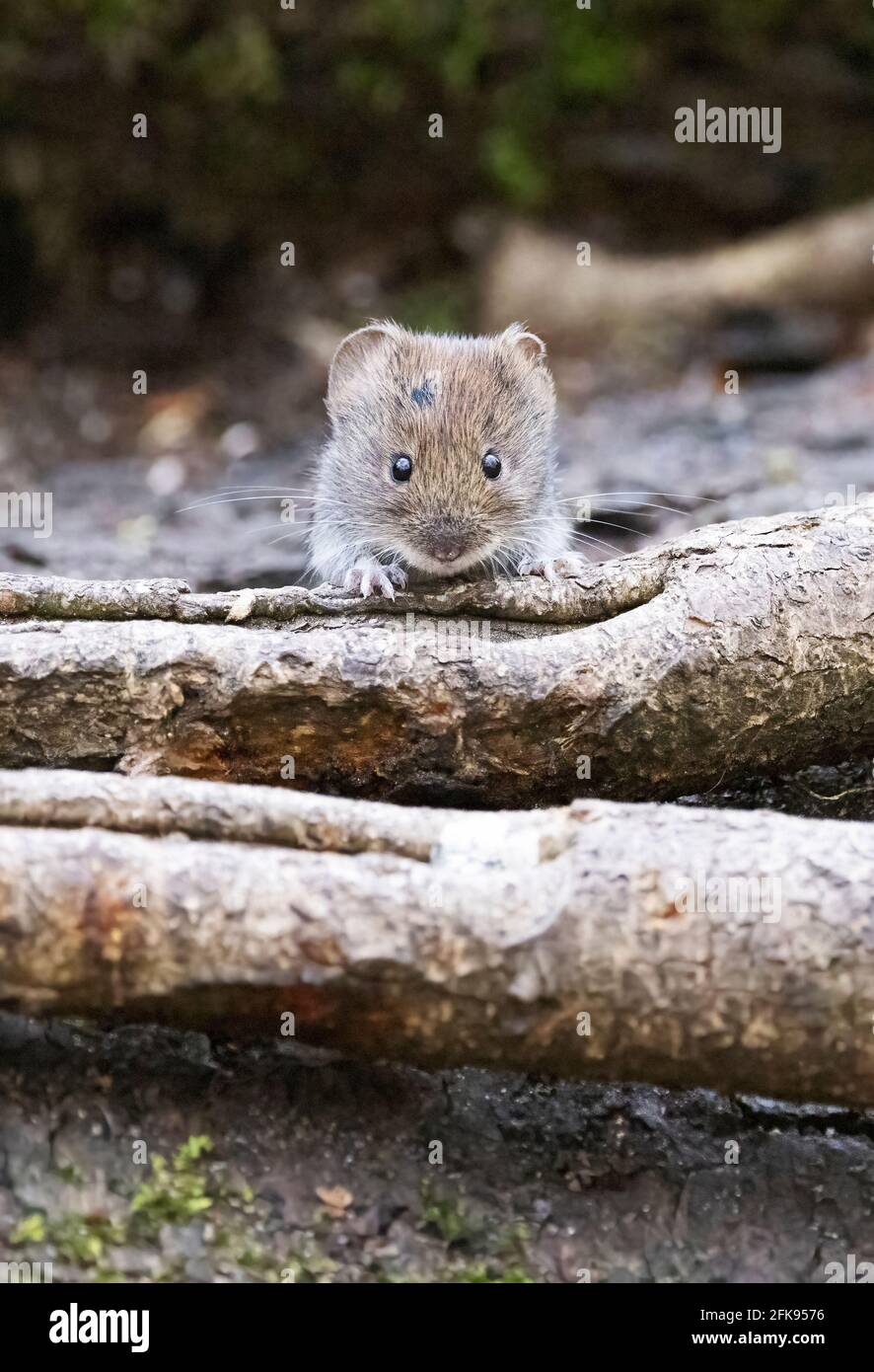 Vole UK; Single adult Bank Vole, Myodes glareolus, ein kleines britisches Nagetier, Beispiel eines niedlichen Tieres, gegenüber der Kamera, Lackford Lakes Suffolk UK Stockfoto