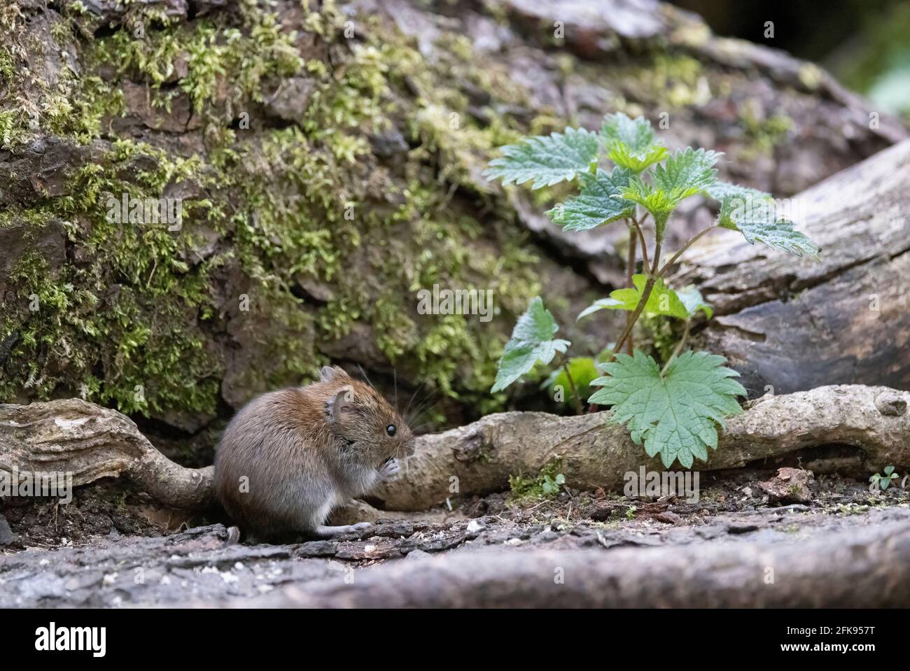 Britische Tierwelt; Bankvole UK; eine Bankvole, Myodes glareolus, in Wäldern, Seitenansicht, Suffolk England, Großbritannien Stockfoto