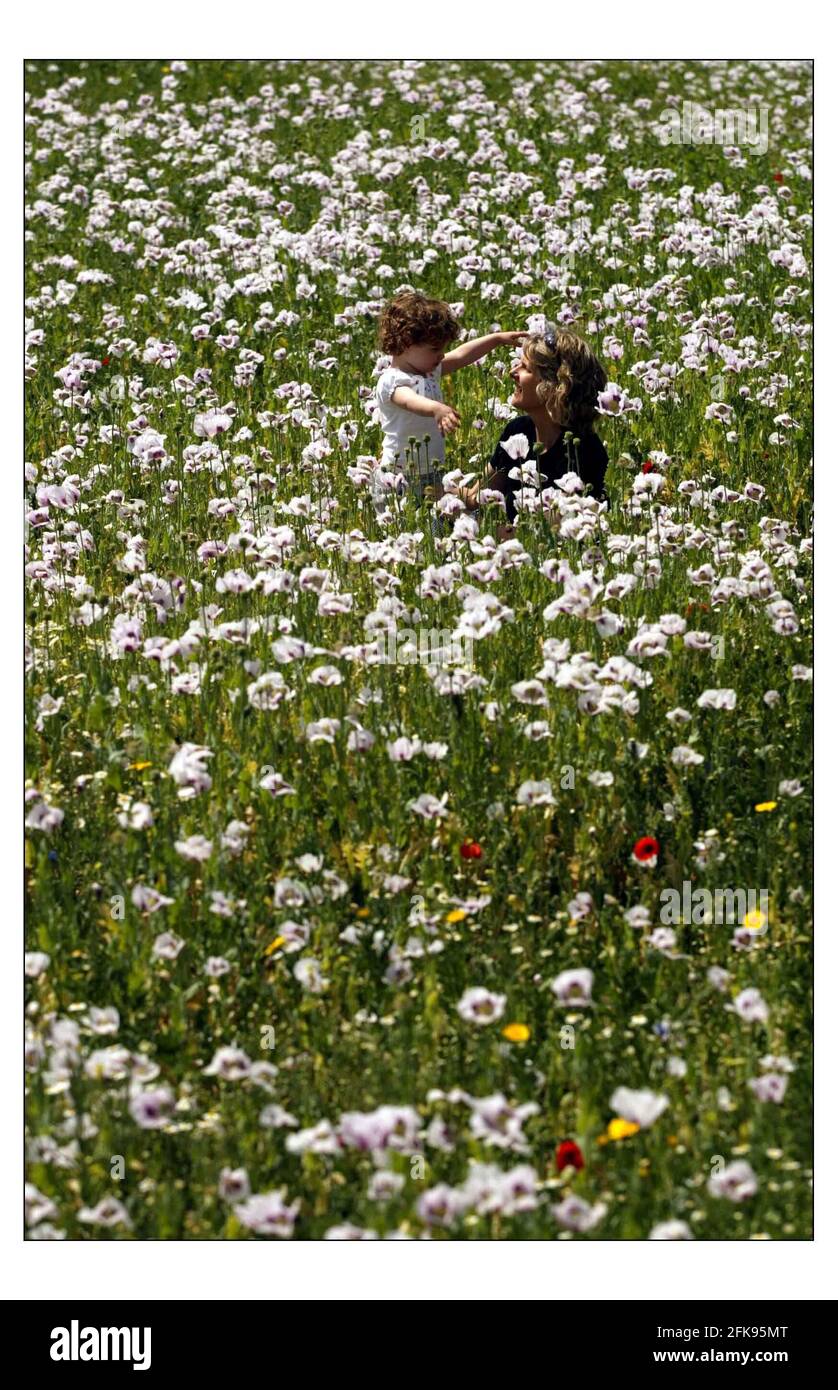 Ein Poppy-Feld in Kew Gardens, das von Kate Green und ihrer 2-jährigen Tochter Anna genossen wird... siehe Geschichte von Mike McCarthy.pic David Sandison 11/6/2004 Stockfoto